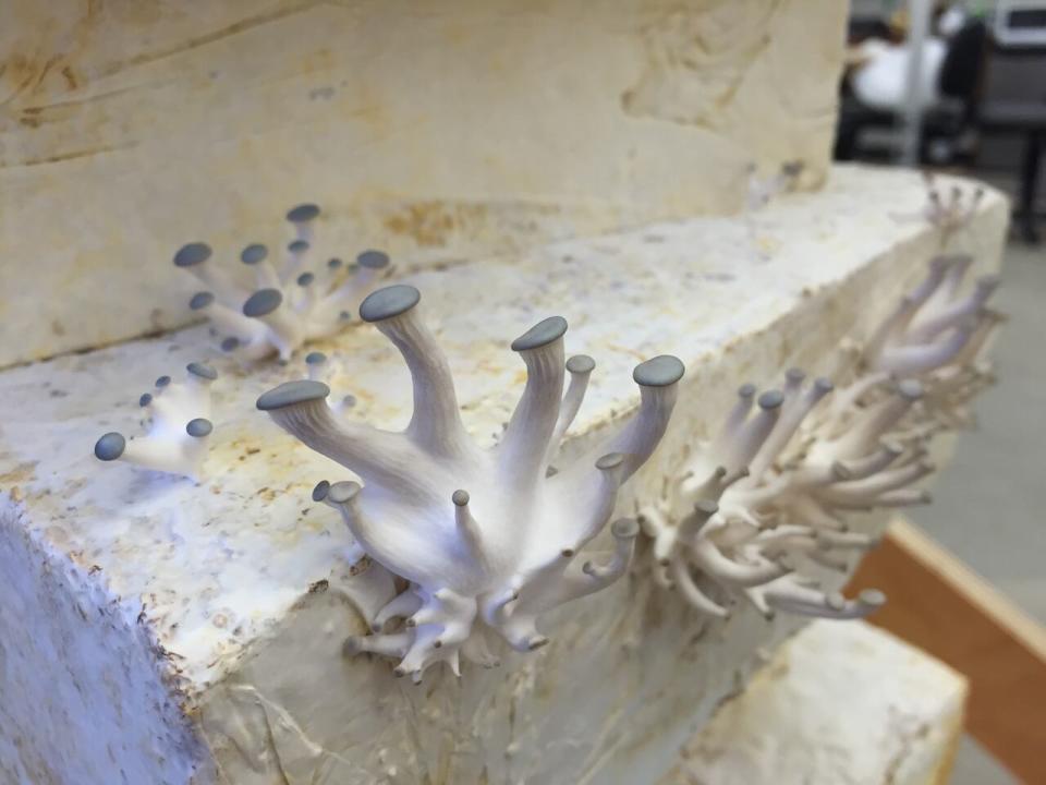 Oyster mushrooms grow out of bricks molded from mycelium. They were used to build a wall for an art installation created by AFJD, the design studio of Joe Dahmen and his wife Amber Frid-Jiminez.