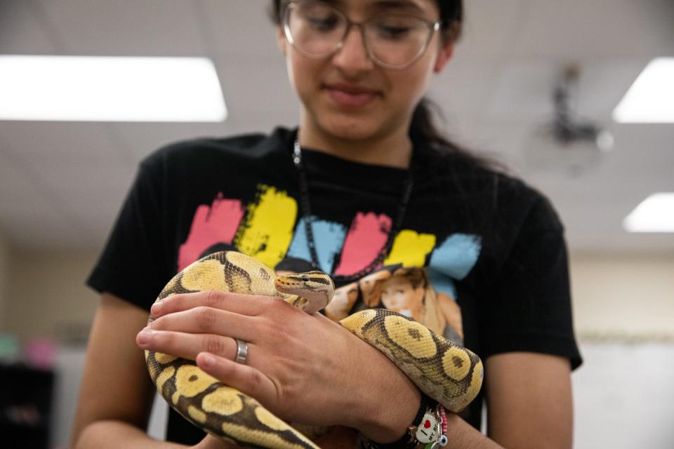 Junior Isabela Vela, holds Finley, a class pet, during a voluntary half-day at H.M. King Early College High School on Friday, Feb. 9, 2024, in Kingsville, Texas.