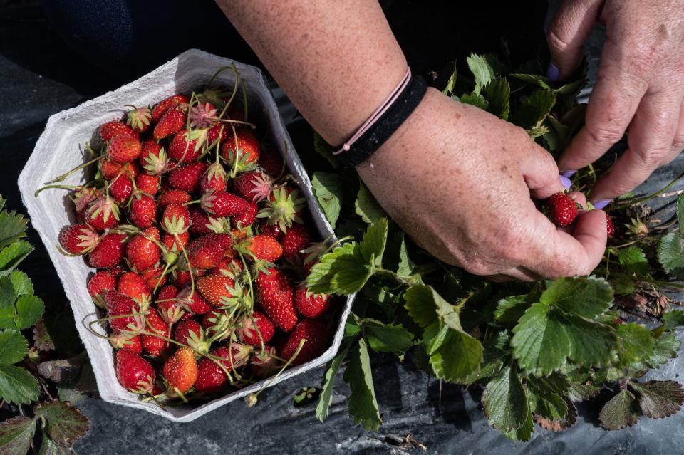 strawberry picking