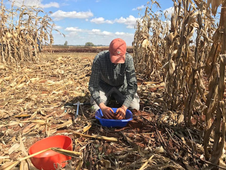 Prélèvement de sol au Zimbabwe dans une parcelle agricole avec des résidus de maïs (paillis) appliqués à la surface après la récolte. Rémi Cardinael, Fourni par l'auteur