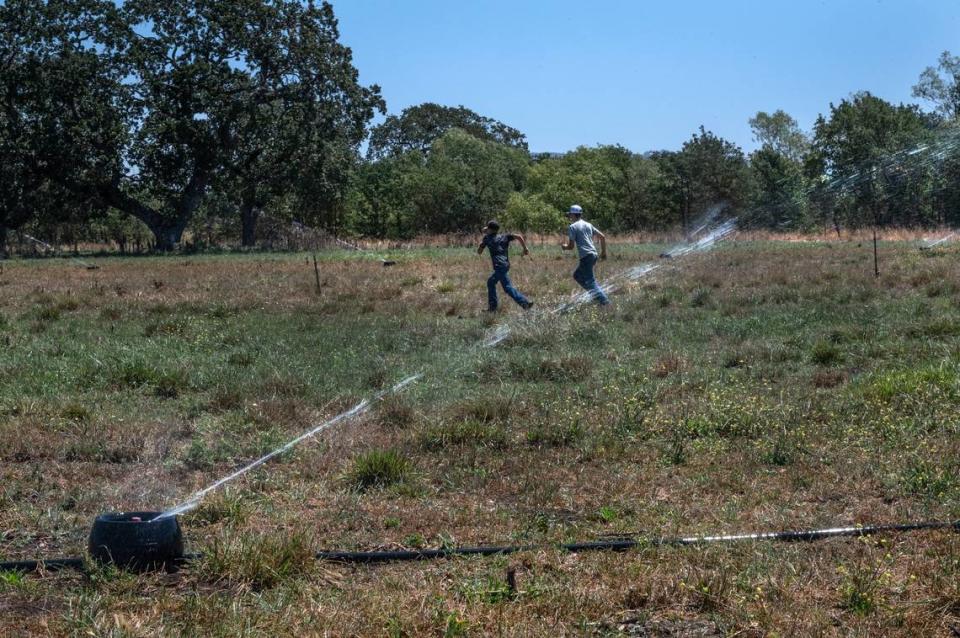 Brayden Beretta, 10, and Clayton Cincera, 15, cool off on July 15 in a field that Santa Rosa dairy farmer Jennifer Beretta hopes to revive so she can grass-feed some of her cows.