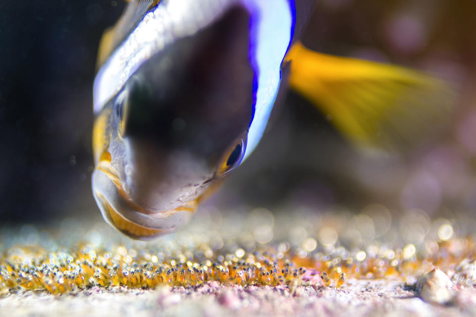 Clark’s anemone fish taking care of eggs — yellowtail clownfish