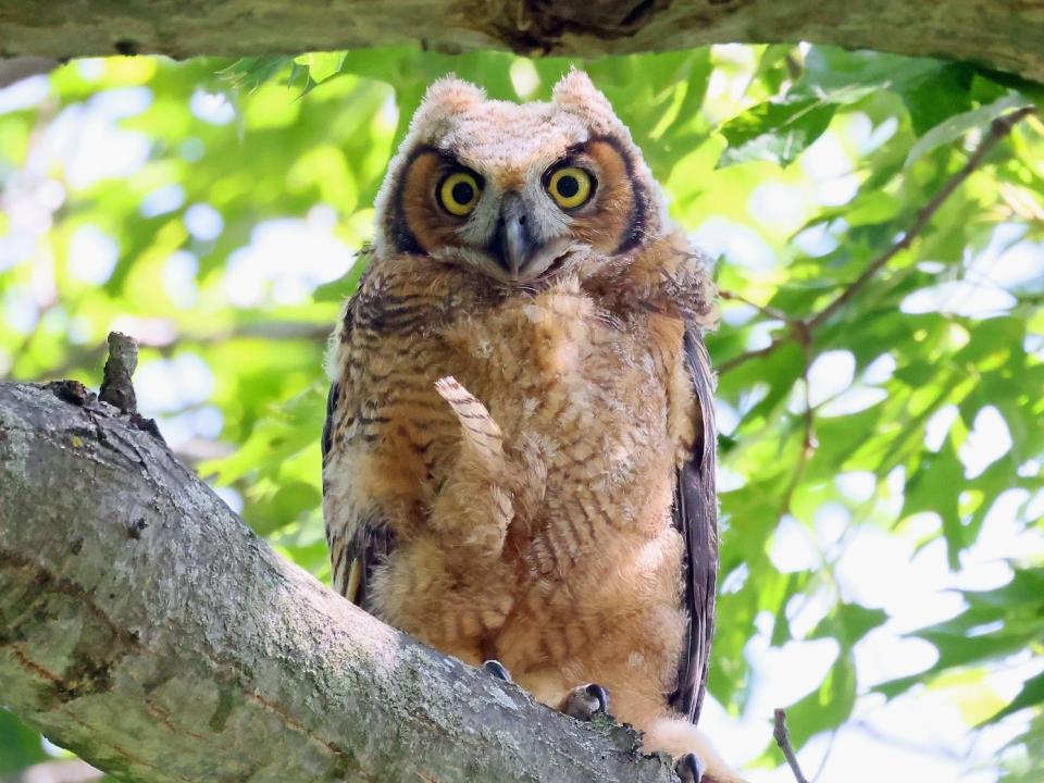 A juvenile Great Horned Owl sits on a tree at the Massapequa Preserve in Massapequa, New York in May 2023.