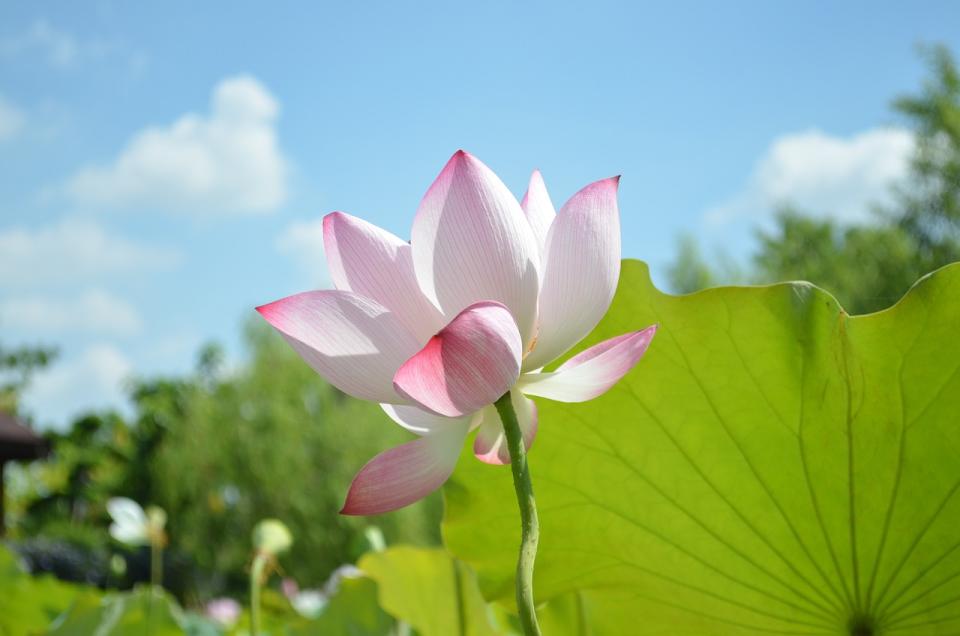 蓮花（Photo Credit: lvenus@pixabay.com, License CC0，圖片來源：https://pixabay.com/zh/photos/lotus-sky-green-leaf-blue-sky-746700/）