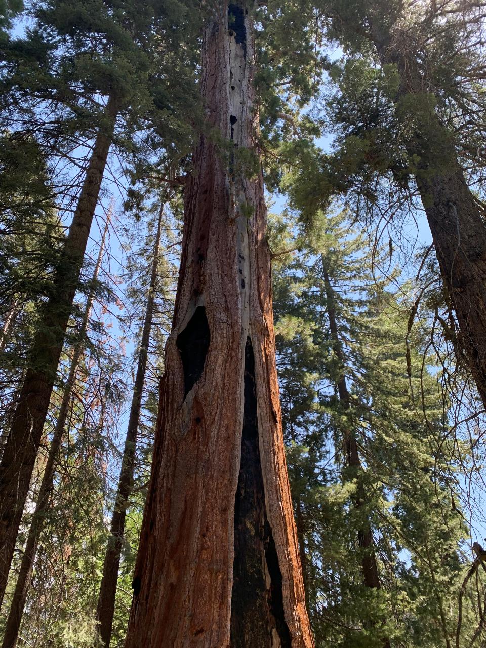 A giant sequoia, struck by lightning, still stands tall in the Bearskin grove.