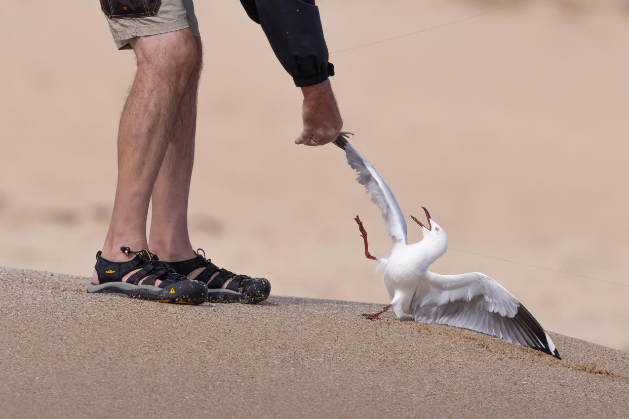 An angler cutting his line from a seagull at Pyramid Beach, south of Perth.