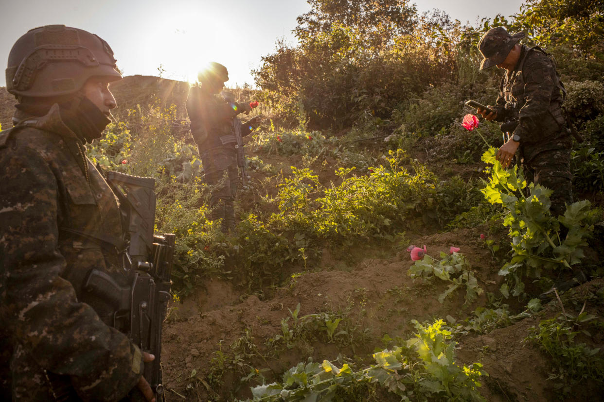 Fuerzas de seguridad de Guatemala en una operación para erradicar amapolas de opio el mes pasado en Vista Quetzal, Tajumulco, San Marcos. (Daniele Volpe/The New York Times)