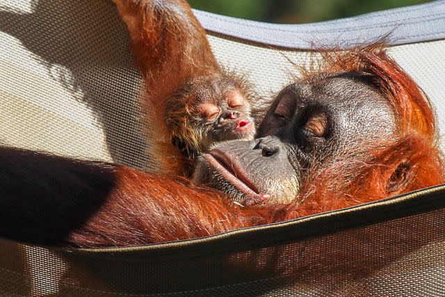 <p>Courtesy of Denver Zoo</p>