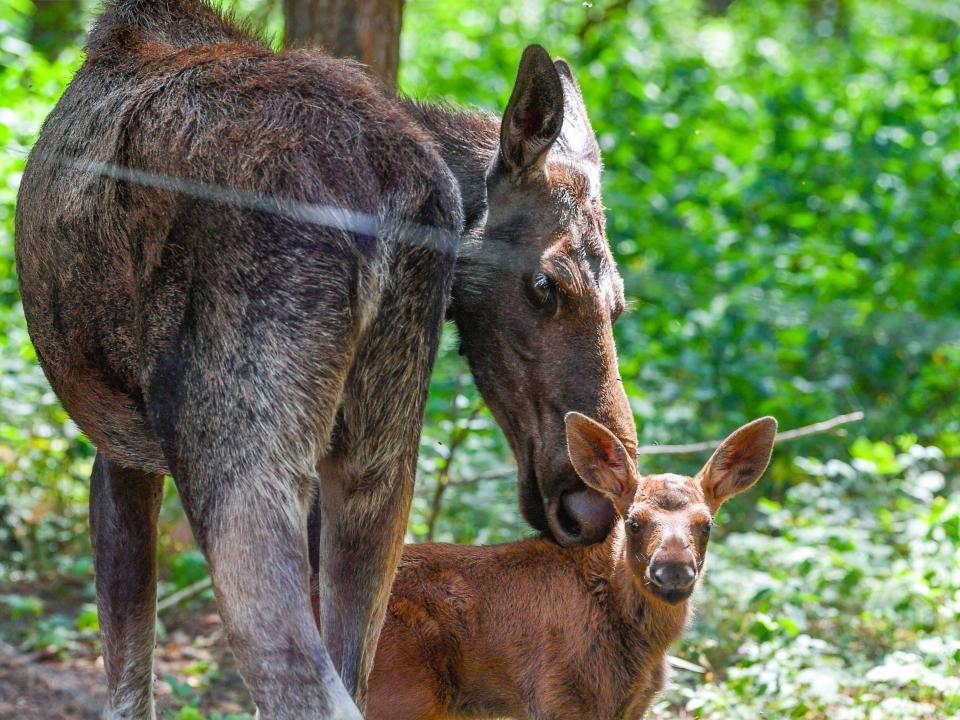 moose and baby