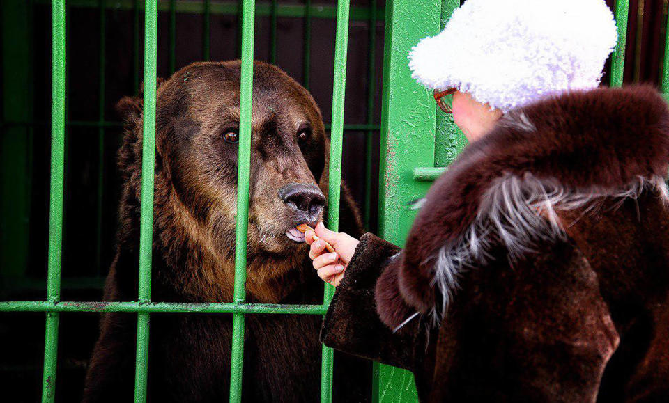 Blishch feeding a bear. Source: Australscope/ East2West