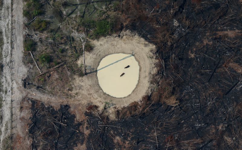 Pictures of the Year: Fires in the Amazon: a barrier to climate change up in smoke