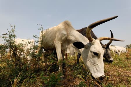 Cattle graze in a field in Paiko, Niger State, Nigeria November 27, 2018. Picture taken November 27, 2018. REUTERS/Afolabi Sotunde