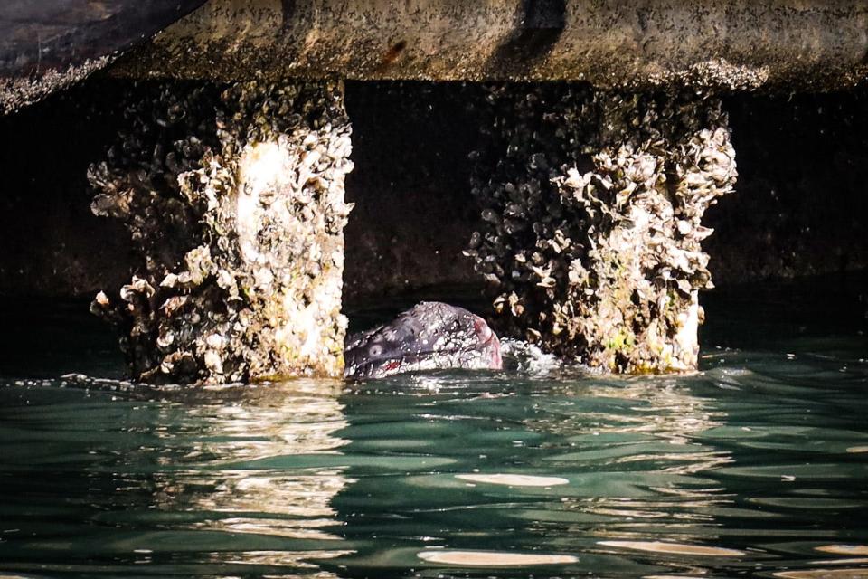 The lone right whale calf swims underneath the Morehead City port pier.