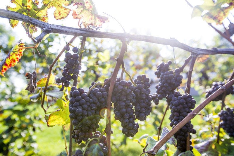 In this network photo, grapes grown for wine making are seen in southwest Michigan. Gov. Gretchen Whitmer announced Tuesday, Nov. 30, 2021, that nearly $1.3 million in grant funding from the U.S. Department of Agriculture is being distributed to groups for specialty crop projects across Michigan.