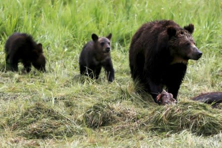 FILE PHOTO:  A grizzly bear and her two cubs approach the carcass of a bison in Yellowstone National Park in Wyoming, United States, July 6, 2015. REUTERS/Jim Urquhart/File Photo