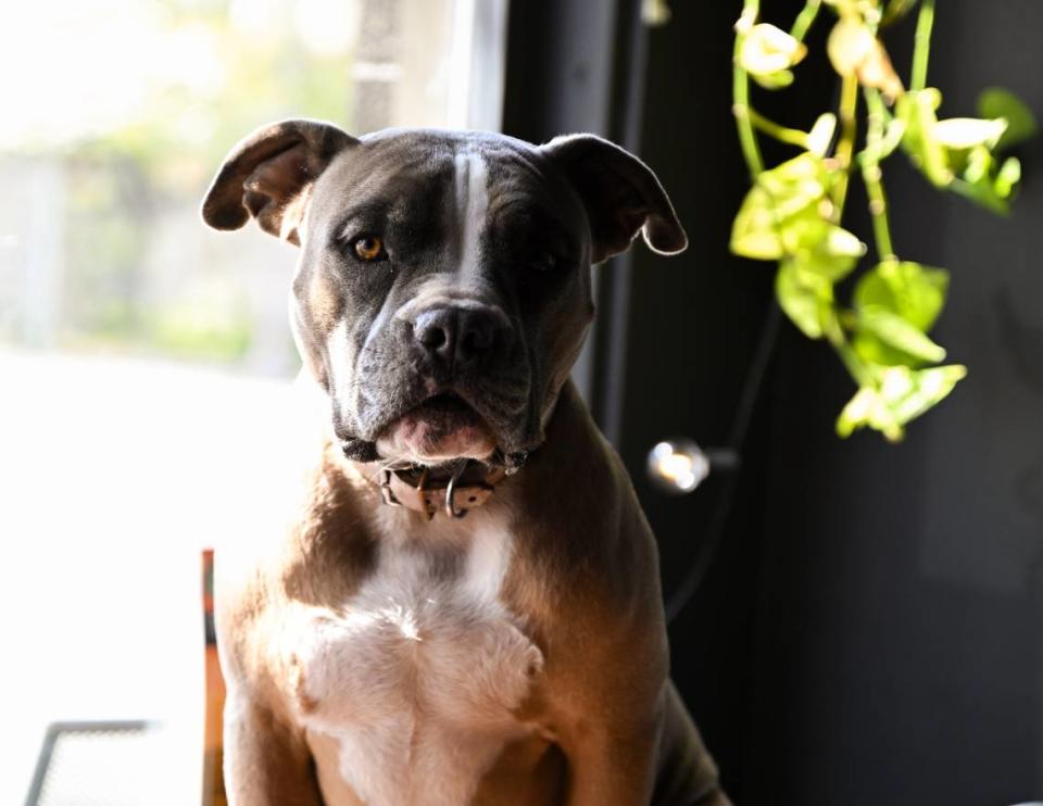 Pogie basks in the sunshine at owner Justin Everman’s Lux Perpetua Coffee in McKinley. She’s locally famous to the point that people recognize her on the streets as “the Lux dog.”