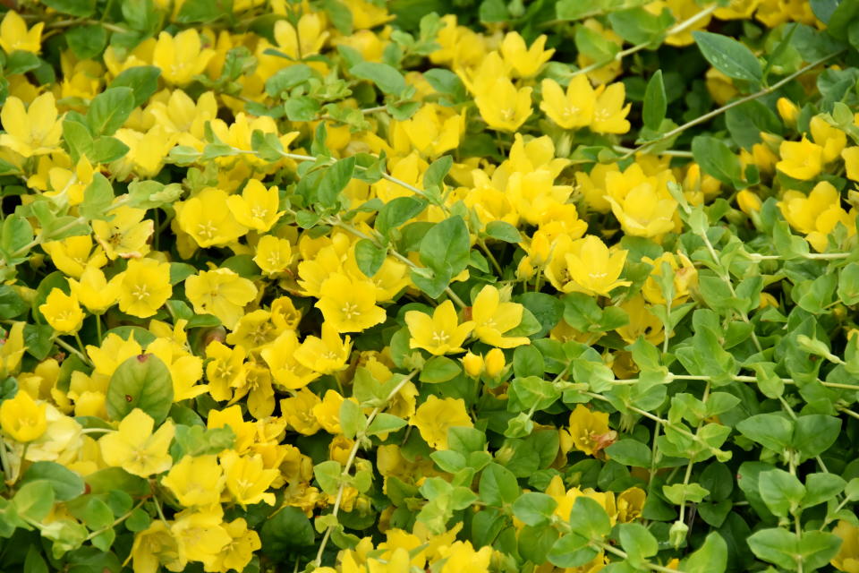 Lysimachia nummularia plant