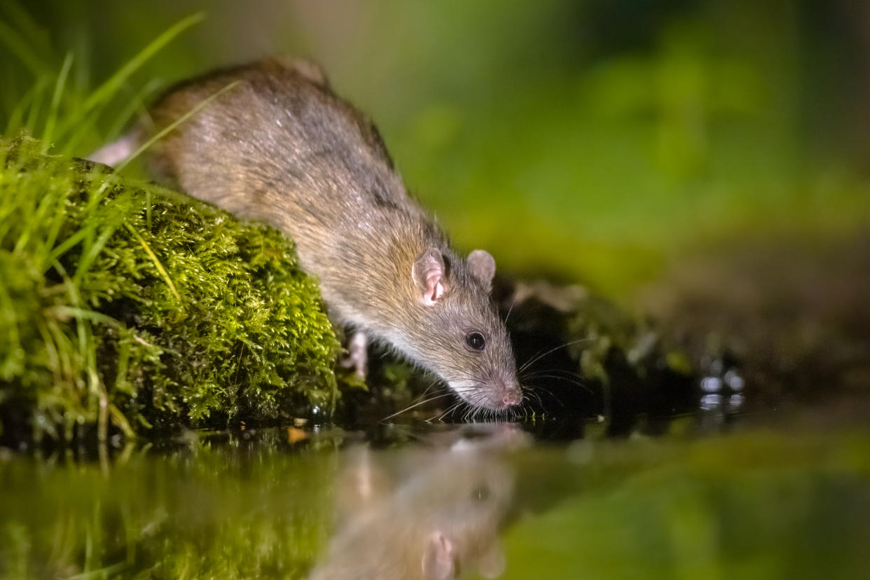 A rat looking into a pool of water.