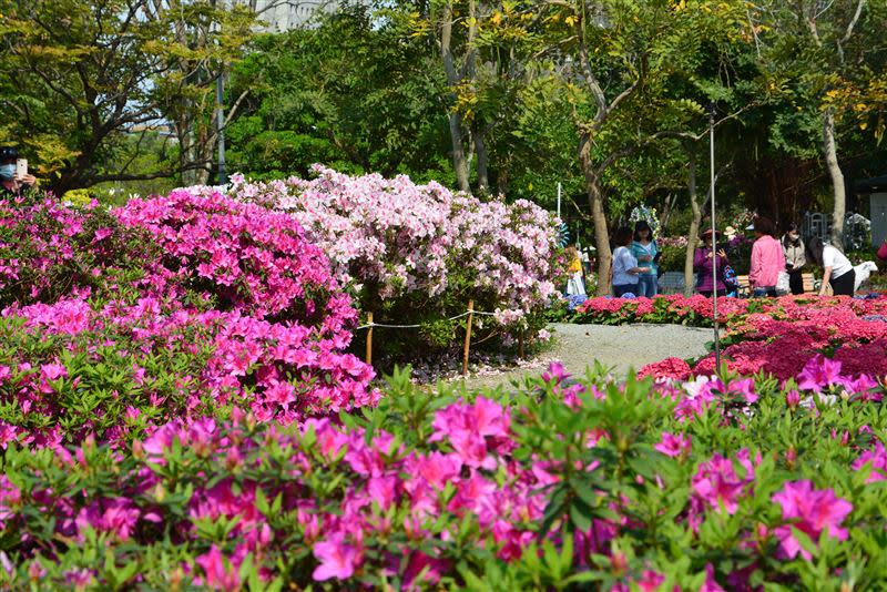 台北大安森林公園杜鵑花盛開，奼紫嫣紅。（圖／飯店旅宿業者提供）