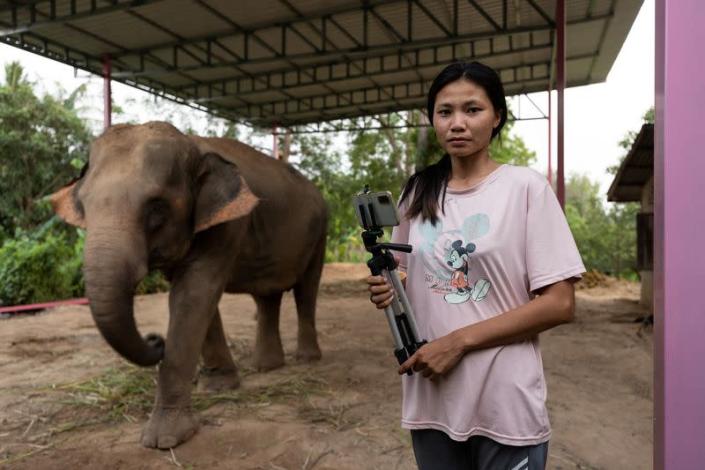 The Wider Image: Streaming to survive: Thailand's out-of-work elephants in crisis