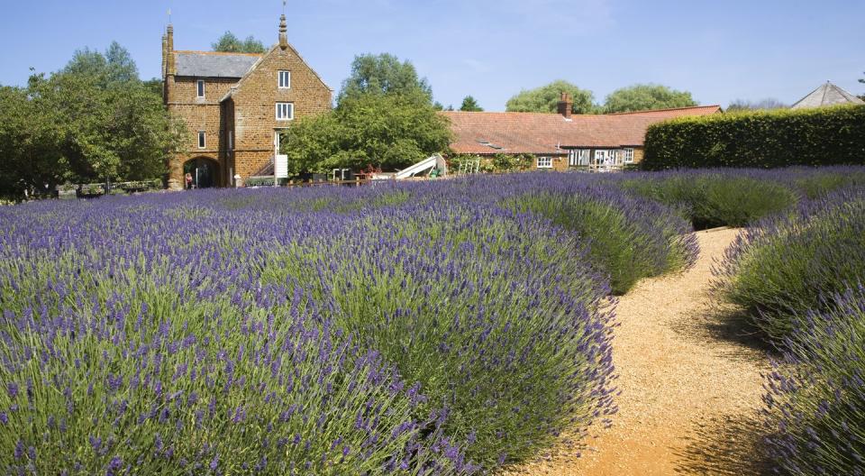 <p>Famous for growing Norfolk's lavender, Heacham is best visited in the summer when it's filled with the colour and scent of the plant. Here you'll find two beaches with shallow water, making them ideal for families. When visiting Heacham, it's worth cycling the Peddars Way and walking the Norfolk Coast Path. You'll find RSPB sites nearby for wildlife watching, too.</p><p><a class="link " href="https://go.redirectingat.com?id=127X1599956&url=https%3A%2F%2Fwww.booking.com%2Fcity%2Fgb%2Fheacham.en-gb.html%3Faid%3D2070935%26label%3Dnorfolk-towns&sref=https%3A%2F%2Fwww.redonline.co.uk%2Ftravel%2Finspiration%2Fg36748653%2Fnorfolk-towns-villages%2F" rel="nofollow noopener" target="_blank" data-ylk="slk:BROWSE PLACES TO STAY IN HEACHAM;elm:context_link;itc:0;sec:content-canvas">BROWSE PLACES TO STAY IN HEACHAM</a></p>