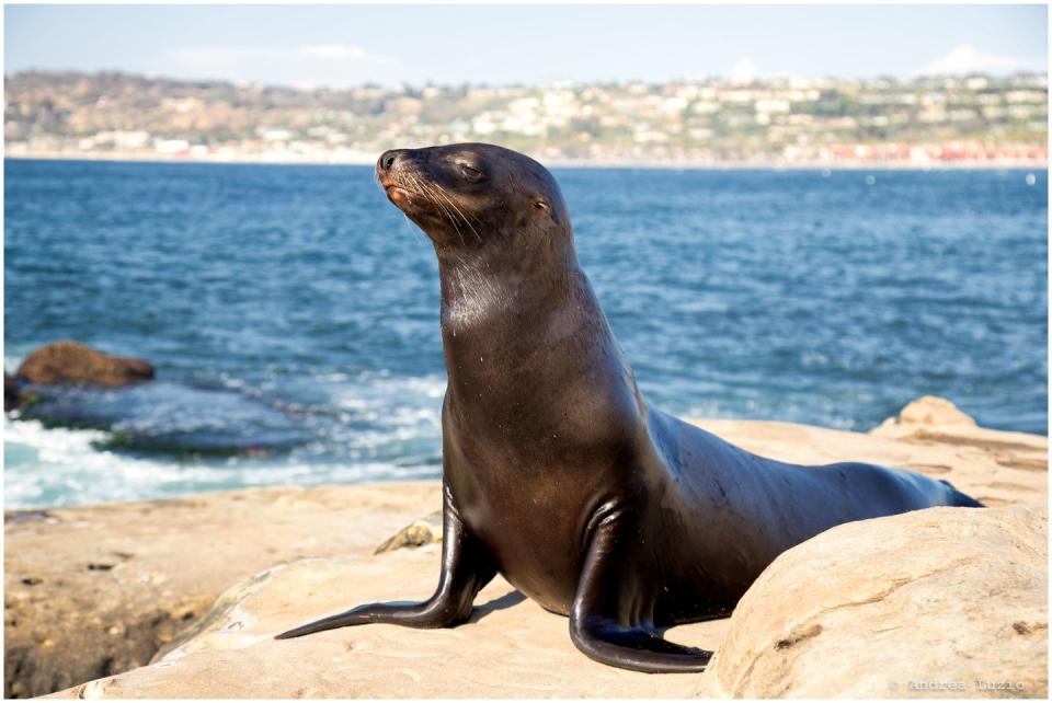 Stellar Sea Lion