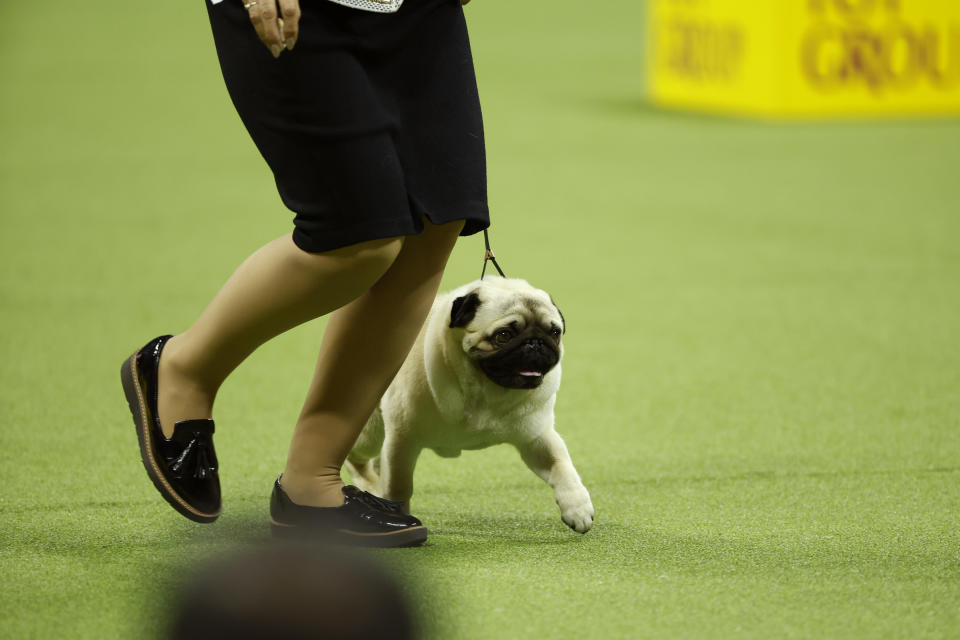 (Photo by Sarah Stier/Getty Images for Westminster Kennel Club)