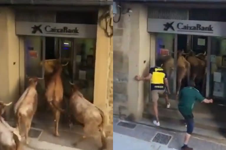 Un rebaño de vacas se metió en un banco y uno de los rescatistas se convirtió en furor en redes