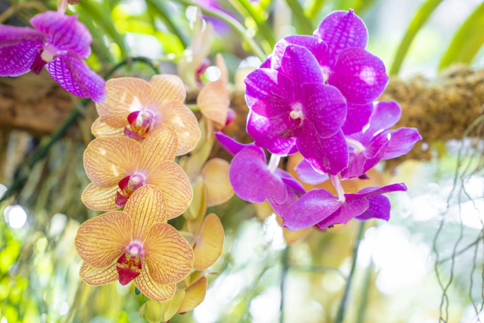 Ascocenda Orchids<p>iStock</p>
