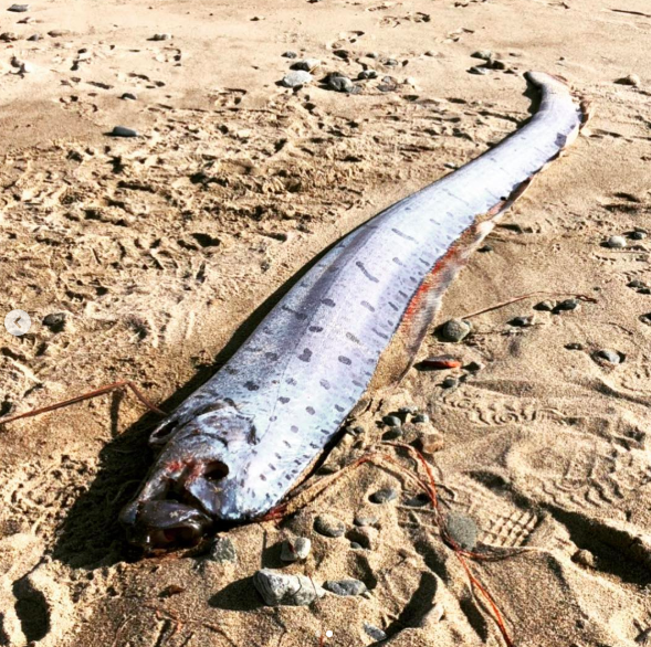 Oarfish sightings spark fears of 2011 Japan earthquake repeat