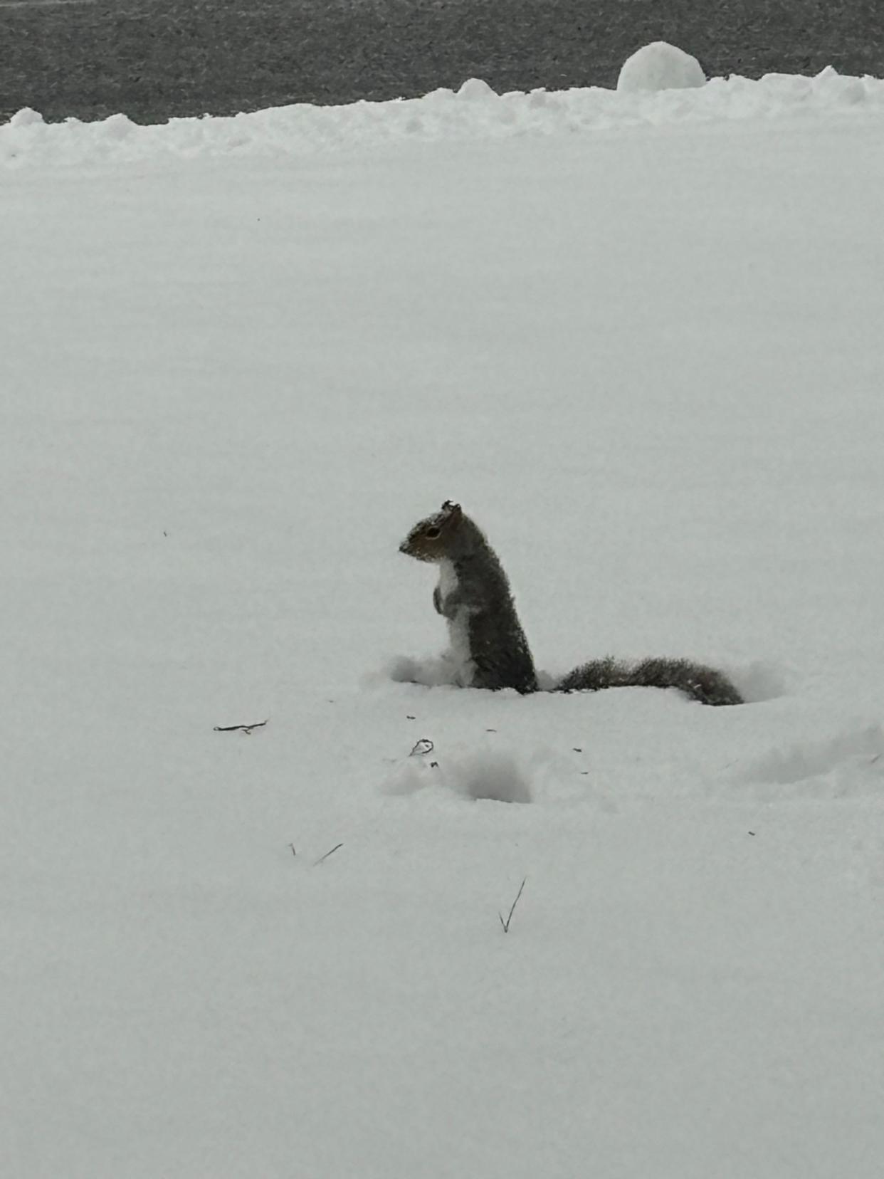 This is nuts. A squirrel on Tuesday morning plays in the snow and looks for food at a yard in Westgate Farms near Hockessin. Some roads in the area have been plowed. 1/16/2024