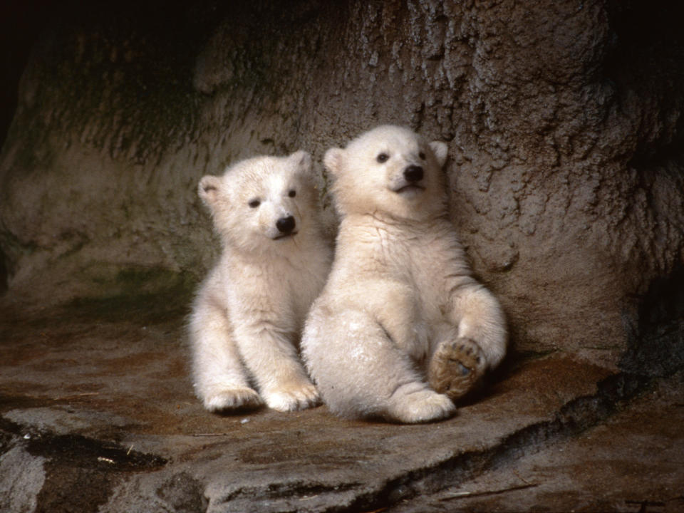 Photo, Two polar bear cubs sitting on the ground