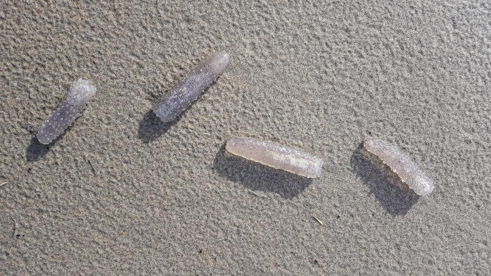 Pyrosomes on Arcadia Beach along the northern Oregon coast.