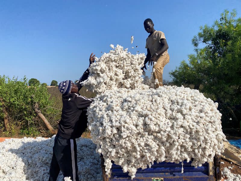 Farmers work at a cotton farm in Korhogo