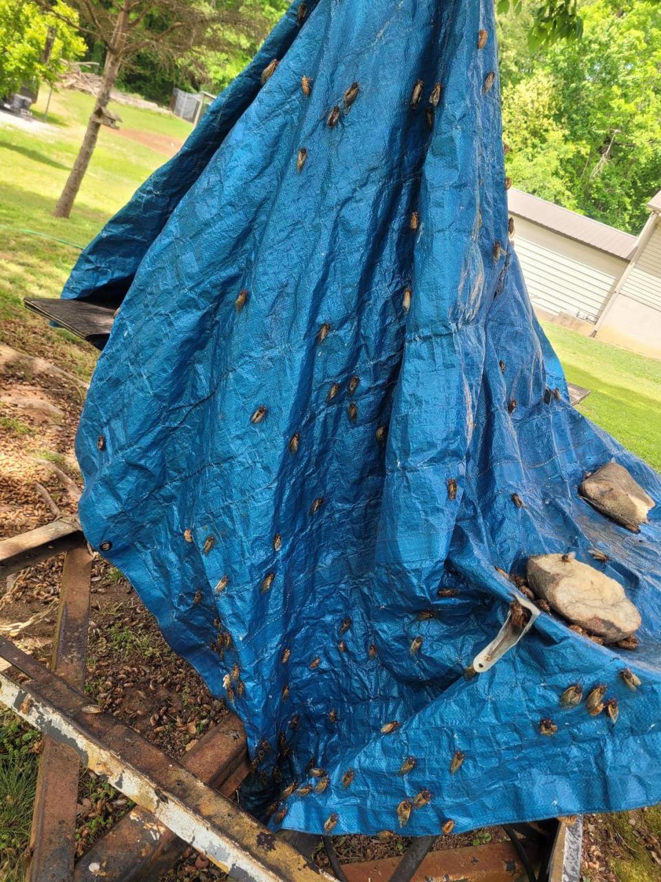 Brood X cicadas have taken over a blue tarp Donya Broda’s husband uses to cover his smoker in the backyard of their Wilkesboro home.