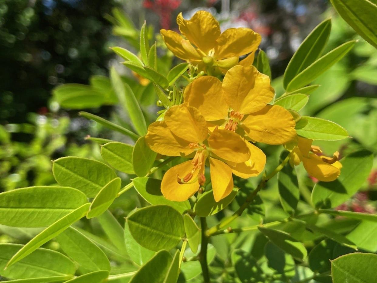 Bright yellow flowers of Bahama Senna add a splash of sunshine to a sunny area and is a host plant for the orange barred sulphur butterfly