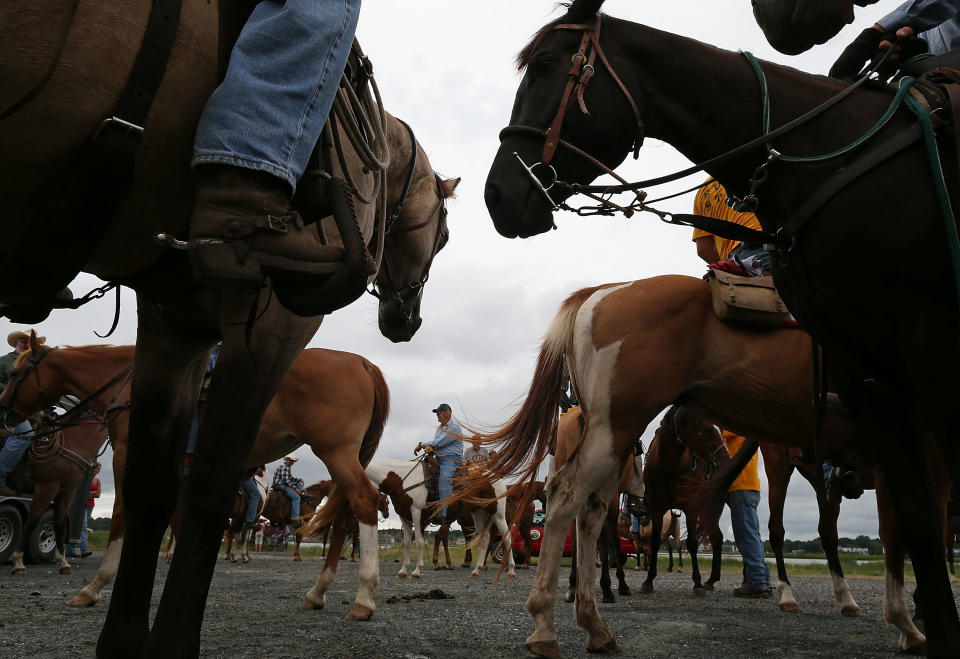 ASSATEAGUE ISLAND, VA - JULY 21: Saltwater cowboys prepare to round up wild ponies and heard them to a holding pen before making next weeks annual swim across the Assateague Channel to Chincoteague Island, on July 21, 2012 in Assateague Island, Virginia. Each year the wild ponies are auctioned off by the Chincoteague Volunteer Fire Company. (Photo by Mark Wilson/Getty Images)