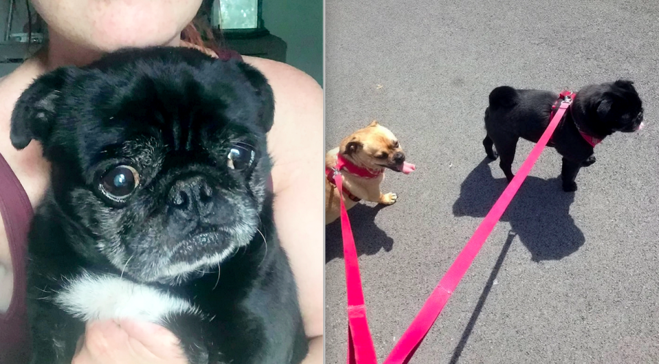 Pablo the pug (left), walking with Maggie the Jack Russell (right) (SWNS)