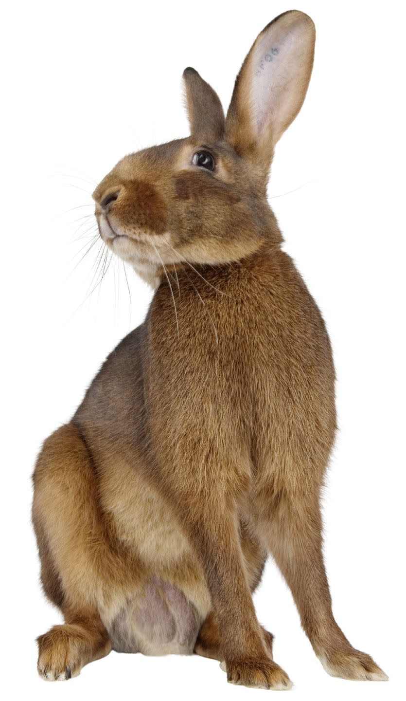 rabbit breeds belgian hare