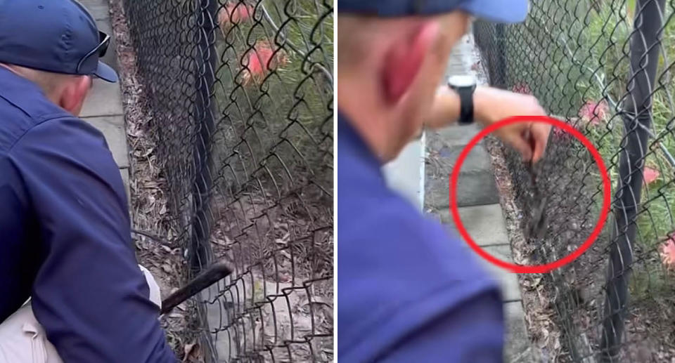 Two photos from a video of snake catcher retrieving a small red-bellied black snake on the Sunshine Coast, Queensland.