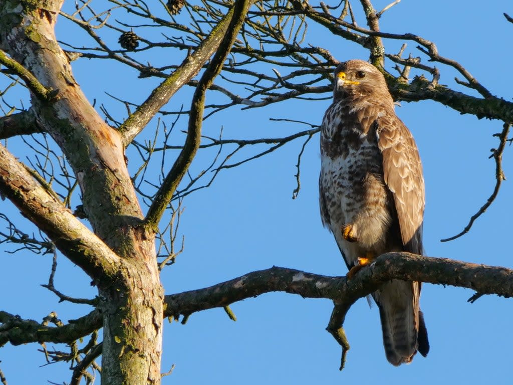 Raptors were killed in greater numbers than ever last year  (National Trust Hilary Daniel)