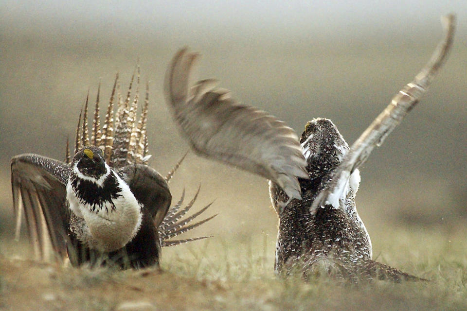 FILE - In this May 9, 2008, file photo, male sage grouses fight for the attention of females southwest of Rawlins, Wyo. Environmentalists have filed a notice of intent to sue the U.S government to block plans to build up to 11,000 miles (17,700 kilometers) of fuel breaks they claim would violate the Endangered Species Act in a misguided effort to slow the advance of wildfires in six Western states. (Jerret Raffety/The Rawlins Daily Times via AP, file)