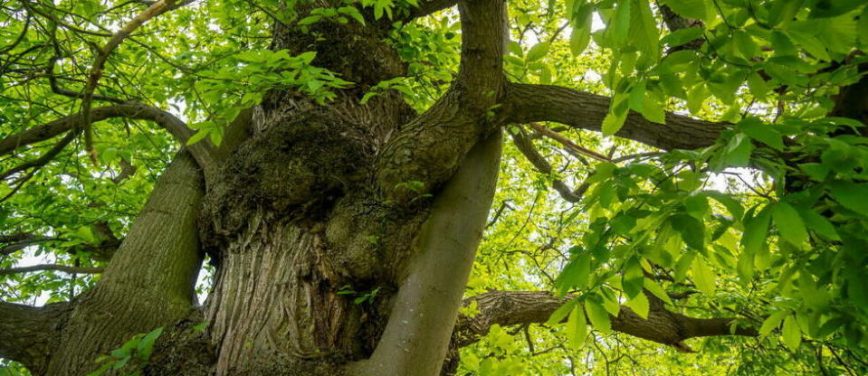 Un châtaignier de 330 ans vient d'être désigné plus bel arbre de France.
