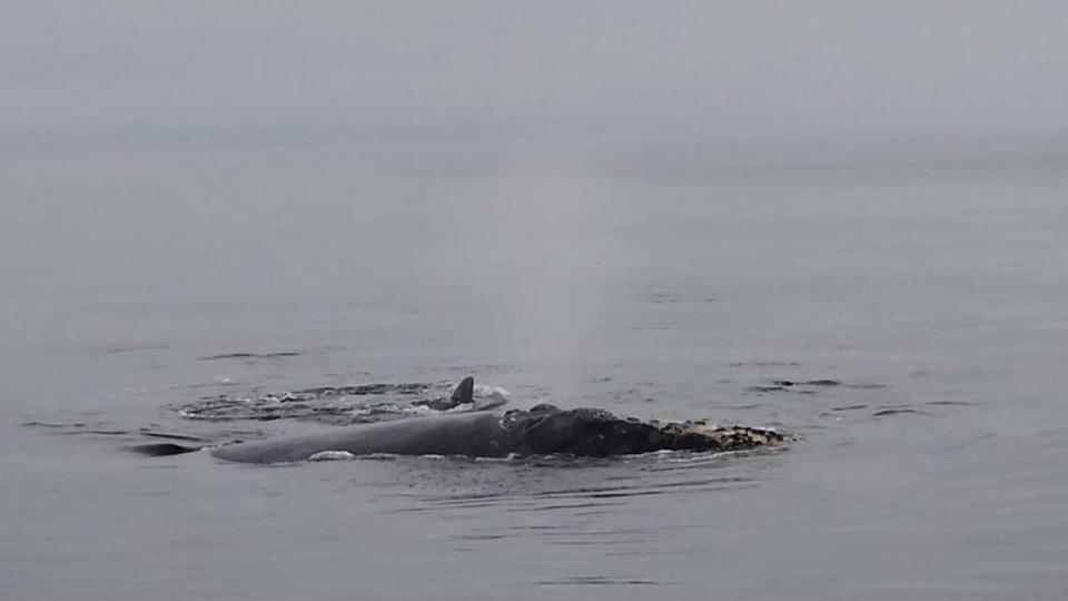 Elizabeth Inrig and her brother spotted at least three North Atlantic right whales in Canada.