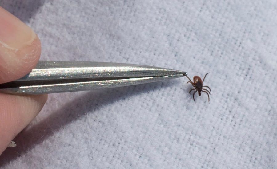 <em>Photo of a blacklegged tick. (Bernard Weil/Toronto Star via Getty Images)</em>