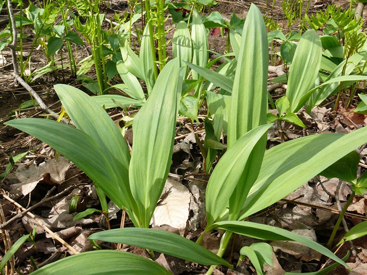 Wild leek, or ails des bois in French and Allium tricoccum in Latin, is a vulnerable species in Quebec with harvesting limits. (Normand Dignard/Ministère des Ressources naturelles et des Forêts - image credit)