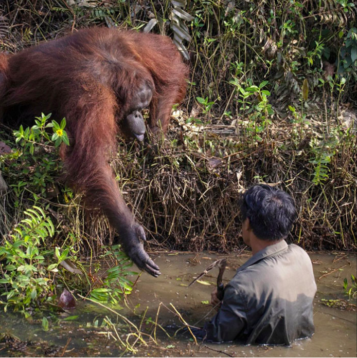 <p>一隻瀕臨絕種的紅毛猩猩向在水中的男子伸出援手。An endangered orangutan extends a helping hand to a man in the water（圖/翻攝自BoredPanda)</p>
