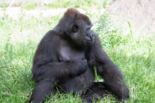 gorilla