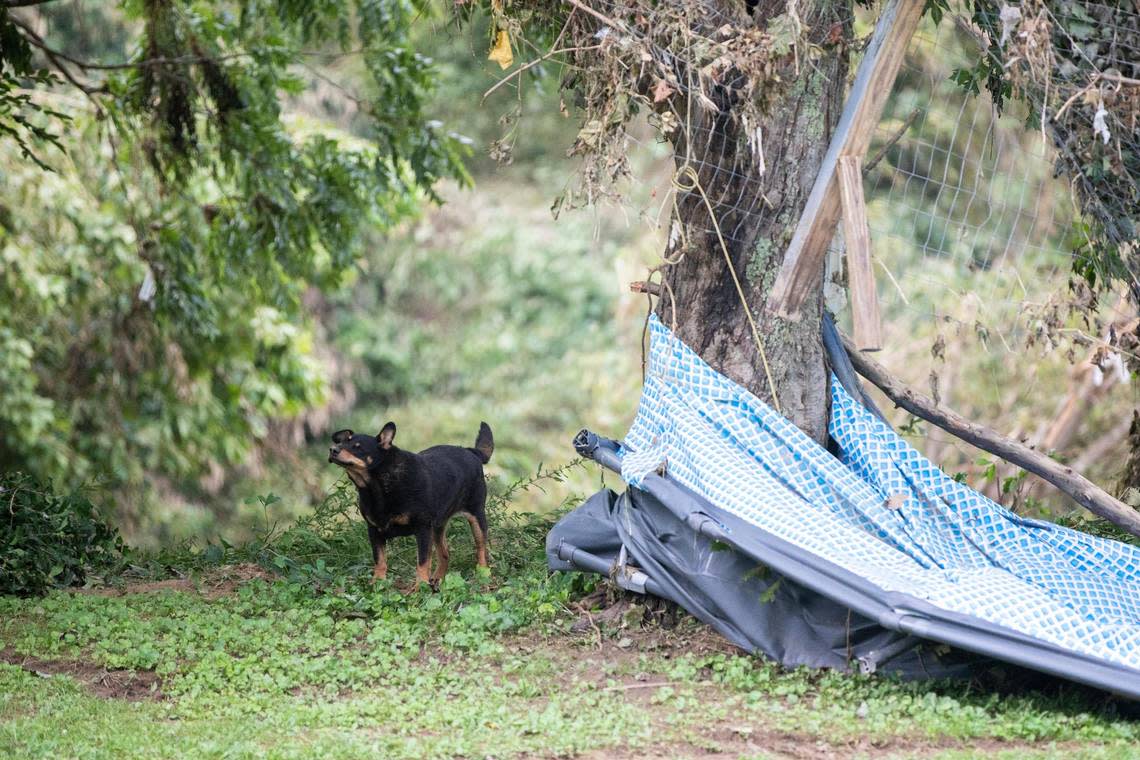 A loose dog shakes after laying down near to where Lexington firefighters operate as search and rescue units along Troublesome Creek on KY-476 in Breathitt County, Ky., Sunday, July 31, 2022.