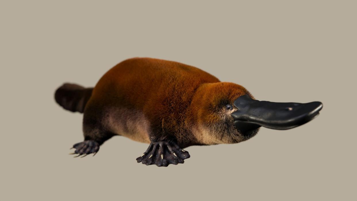  An artist's illustration of an ancient platypus-like creature 